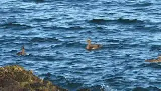 Eider Ducks on the Marginal Way