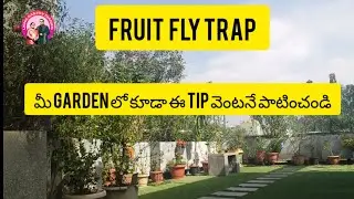 Garden tips pest control ki Fruit Fly Trap #tips #terracegardentips