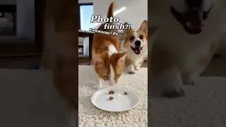 Don&rsquo;t Blink: Cat vs Dog Obstacle Speed Run 🏁🐱🐶user  #funny #catfunny #pets