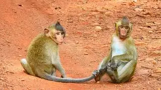 HUNGRY BABY NO FOOD AND WAITING @LIVE MONKEY CHANNEL