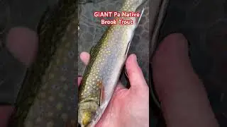 12 INCH PA NATIVE BROOK TROUT (New Personal Best)