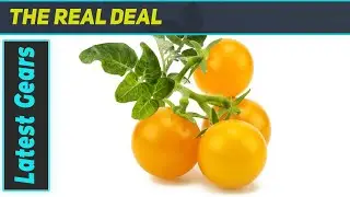 Click and Grow Smart Garden Yellow Tomato Pods The Best Way to Grow Fresh Tomatoes Indoors!