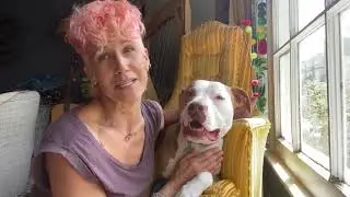 LAX PUPs at Home: Meet the LAX therapy dogs - Klaus