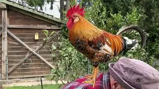 Colorful Rooster Perched on Farmer's Shoulder Outdoors