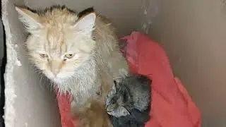 Mother Cat And her Kittens Last moment with adopted kitten 