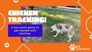 Scent Games for Dogs: Chicken tracking!