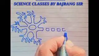 Diagram of a nerve cell #10thscience #education #trending #SPSLOSAL#SPSMAULASAR