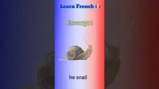 French vocabulary 🇨🇵 Insects 🦟 🪳 🕷 🦗 🐞 🪲 🐝 #shorts #france #french #fran&ccedil;ais #vocabulary
