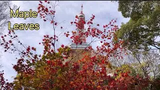 Maple Leaves in Momiji-Dani  / Maple Valley / in Tokyo
