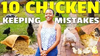 10 COSTLY Chicken MISTAKES We Wish We Knew 🐔