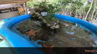 Tide pool Touch Tank!