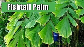 How to grow Fishtail palm plant | Care of fishtail palm tree | Fishtail palm tree | Caryota mitis