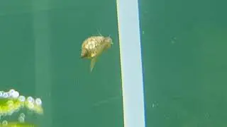 Rare Footage of Nerite Snail Elevating