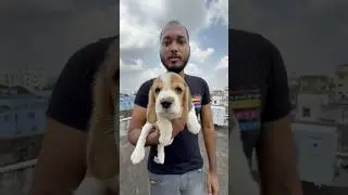Full Marking Beagle Puppy in Kolkata. #shorts #dog