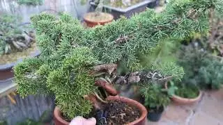 Juniperos feos y tipos de verde