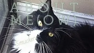 Smuckers | About Me(ow)