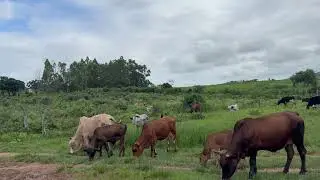 🐄 Cattle Returning From Communal Grazing… But One Cow Is Missing 😳 | Livestock Farming