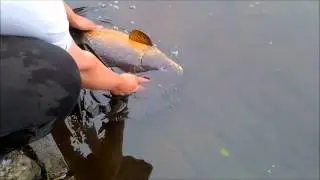 Putting a 24LB Mirror carp back,