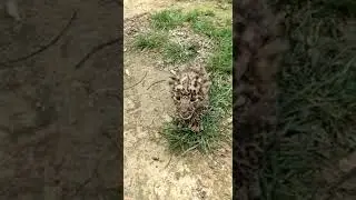 baghor puwali