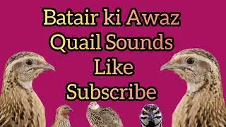Bedanalarni o'ziga tortadigan yirtqich tovush. Batair Ki Awaz Quail sounds بٹیر کی آواز 