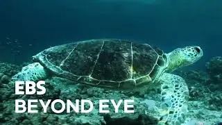 A Sea Turtle is on Her Journey to Lay Eggs