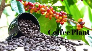 Here is all the secrets of Coffee Plant | Stepping Stones | Faiz Anvar