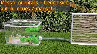 Messor orientalis - freuen sich auf ihr neues Zuhause!