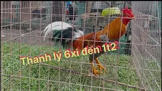 Cập nhật ngày 23 tháng 12 năm 2025 Dân farm 71 #baosting #mientay #cambodia #duyenti #hungcantho 