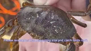 Crabbing in Oregon: A Comprehensive Guide to Rules & Regulations Please Crab Responsibly