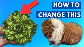 10 Uncommon Vegetables That Are Actually Guinea Pig Superfoods