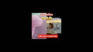 Cats Outsmart Snakes With Lightning Reflexes #tranding #animals #wildlife #cat #snake #viral