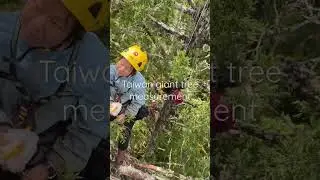 Measure Taiwan giant tree : 60 meters height