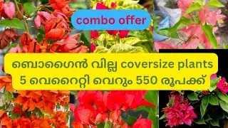 Bougainvilla coversize plants 5 variety @₹550/-