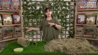 POUR ❎ ET CONTRE ❌ de posséder une #CHINCHILLA, #avantages de posséder une chinchilla