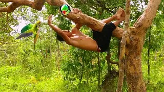 A man climbed a tree to catch a parrot