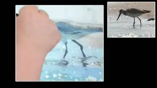 How To Paint Seabirds in acrylic