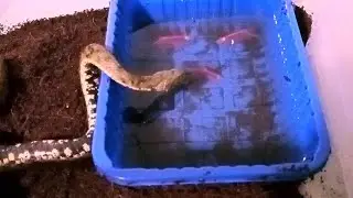 | Содержание водяного ужа | Водяной уж | змея дома | Уж |Уж в домашних условиях |