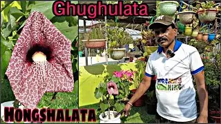Ghughulata/Hongshalata Plant | Duck Flower | Dutchman's Pipe|Aristolochia Littoralis|Mitra Gardening