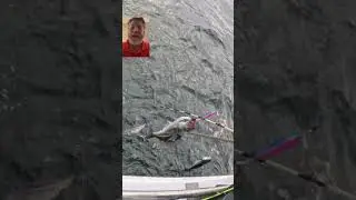 Giant Pollock! #codfish #fishbait #fish #ocean #cod #pollock