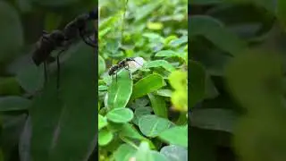 Ants Transporting Rice Like Pros!