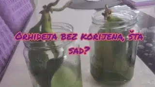 spašavanje orhideje bez korijena 2.dio #orchidwithoutroots #orchid
