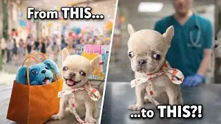 Tiny Frenchie&rsquo;s First Shopping Trip Was Fun&hellip; Until the Vet&rsquo;s Office 😱🐶