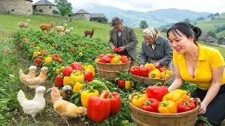 Harvesting Many Bell Pepper In The Greenhouse Goes To Market Sell - Beautiful Peaceful Village