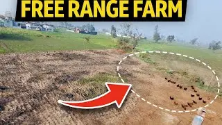 Desi poultry farm का विस्तार ||                                  free range farming setup ||