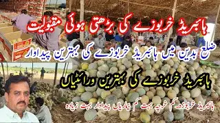 Hybrid melons | mask melon | watermelon | hybrid kharbuja | ہائبریڈ خربوزہ فارمنگ