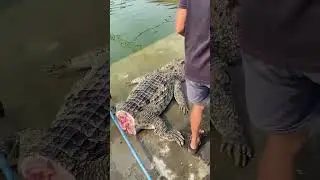 Hundreds of kilograms of big crocodile #crocodile # high end ingredients