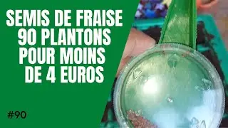 #90-Semis de fraise 🍓 : 90 plantons pour moins de 4 Euros