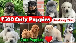 Cheapest dog market in Delhi NCR | Full Heavy quality puppies under 10k | All India Delivery