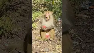 Greedy Monkey having feast in Forest #ytshorts #monkeyadventures #monkey #monkeyforest
