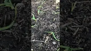 Here is how my hard neck garlic is doing in early April. #gardening #vegetablegardening #garden